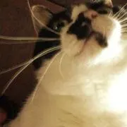 すみれの画像