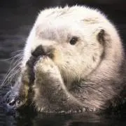 ちゃにの画像