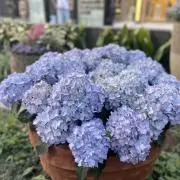 えむの画像