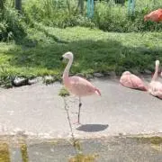 ぱさ