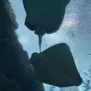 るかの画像