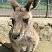 モアナ　8/6まで発送不可の画像
