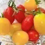 tomatoのアイコの画像