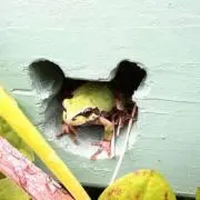 konoの画像