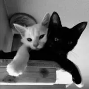 ねこの画像