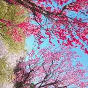 らてらて