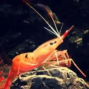 ビーチウォーカーの画像