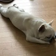 HaSeGaWaの画像