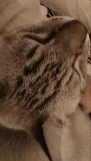 いわしの画像