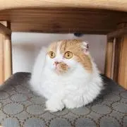 ねこの画像