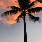 Miamoreの画像