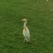 あちちゃ