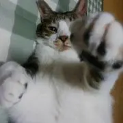 としちゃん