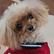 ルルの画像