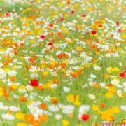 まーぶーの画像