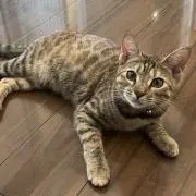 moco85mocoの画像