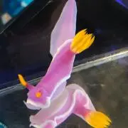 おさぽんの画像