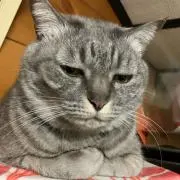さと