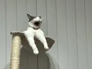 ttの画像