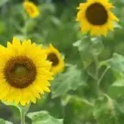 ぽんず