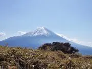 こみの画像