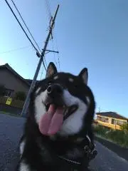 本日最終値下げ 美品BURTON レア ak457 フリースジャケット Sサイズ