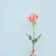 めぐみの画像