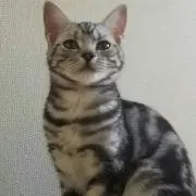 あや吉の画像
