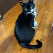nori