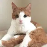 とと