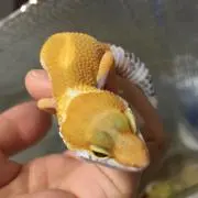 とり天の画像