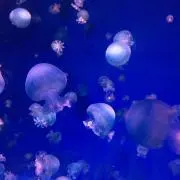 まつおの画像