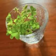 まあの画像