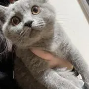 ホタテの画像