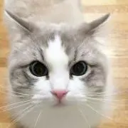 香代子