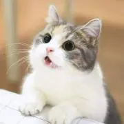 メイの画像