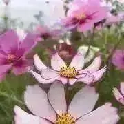 コスモスの画像