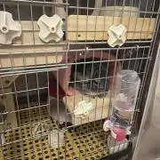 はちみつりんごの画像