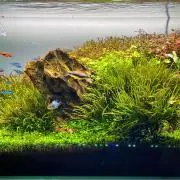 アキ