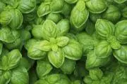 basilic