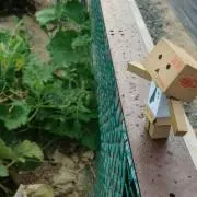 Tomo-tomo