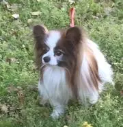 sasukeの画像