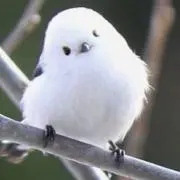 non_nonの画像