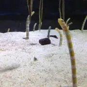 かおりんごの画像