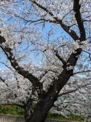 ゆかりの画像