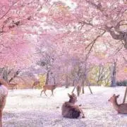 るれっと