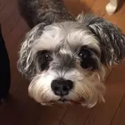 りんりらの画像