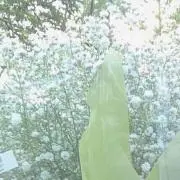 chanaiの画像