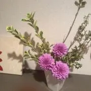 サチの画像