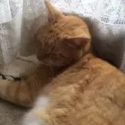 あかびの画像